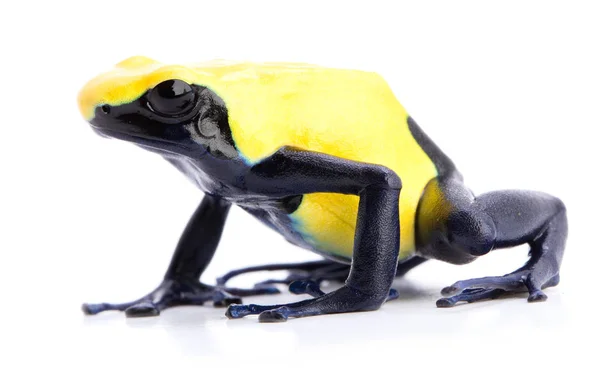 Zehirli Kurbağası Beyaz Arka Plan Üzerinde Izole Dendrobates Tinctorius Citronella — Stok fotoğraf