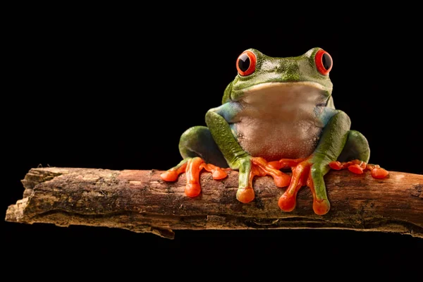 Red Eye Tree Frog Twig Tropical Rain Forest Central America — Stock Photo, Image
