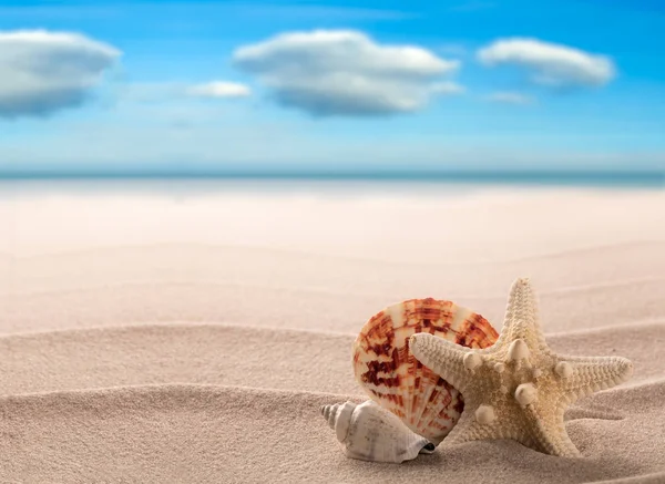 Conchas Marinhas Estrelas Mar Uma Praia Branca Uma Ilha Paradisíaca — Fotografia de Stock