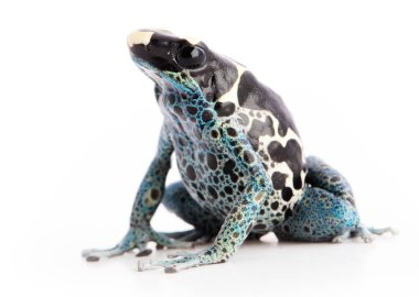 Dendrobates tinctorius Powder Blue boyama zehir ok beyaz arka plan üzerinde izole kurbağa.