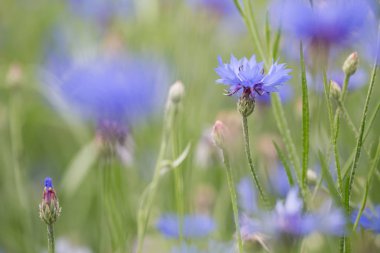 Mor çayır kır çiçeği yumuşak odak sığ derinlik, Centaurea jacea veya kahverengi knapweed