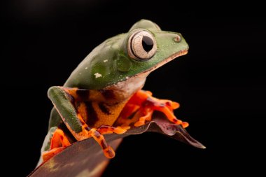 Kaplan bacak maymun ağaç kurbağası, Phyllomadusa tomopterna. Amazon yağmur ormanı ve nesli tehlike altında olan bir hayvan tropikal treefrog.
