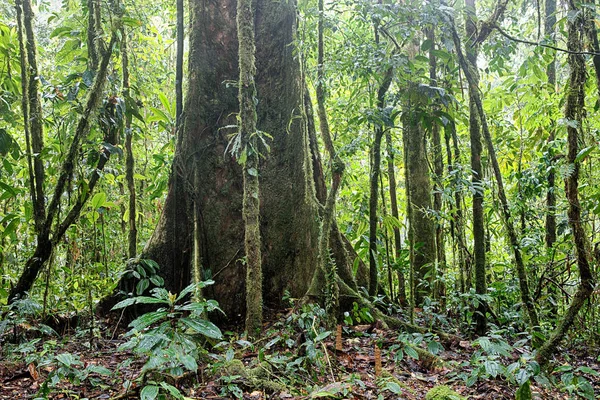 Giant Rain Forest Tree Tropical Amazon Jungle Colombia — Stock Photo, Image