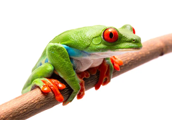 Red Eyed Tree Frog Een Tak Wit Wordt Geïsoleerd — Stockfoto