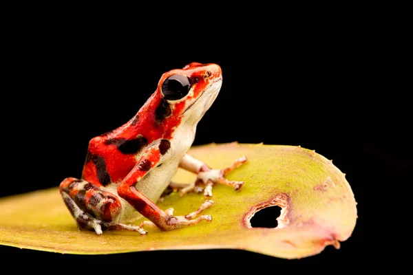 Rana Venenosa Oophaga Pumilio Una Rana Fresa Roja Selva Tropical —  Fotos de Stock