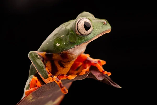 虎の足猿アマガエル Phyllomadusa Tomopterna アマゾンの熱帯雨林絶滅危惧種動物から熱帯アオガエルのなかま — ストック写真