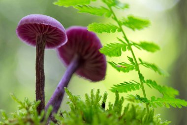Mor mantar Laccaria amethystina yosun ve ferns orman katta arasında