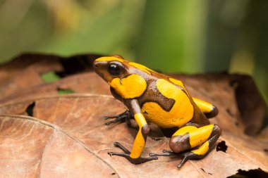 yellow and brown harlequin poison dart frog on brown leaves clipart