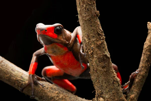 Red Bullseye Arlequim Veneno Dardo Sapo Oophaga Histrionica Fundo Preto — Fotografia de Stock