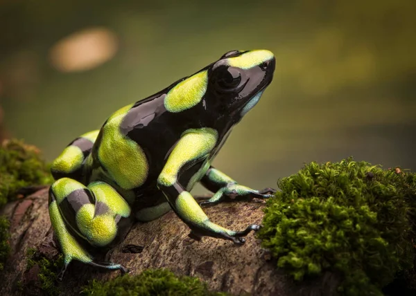 Tropical Poison Dart Frog Dendrobates Auratus Sitting Mossy Tree Branch — Stock Photo, Image