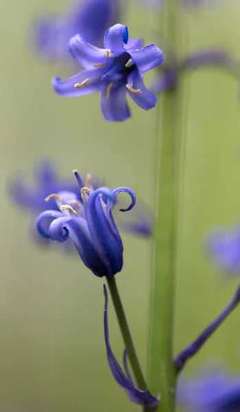 Virágzó Blue Bells Zöld Mezőben Nézet Bezárása — Stock Fotó
