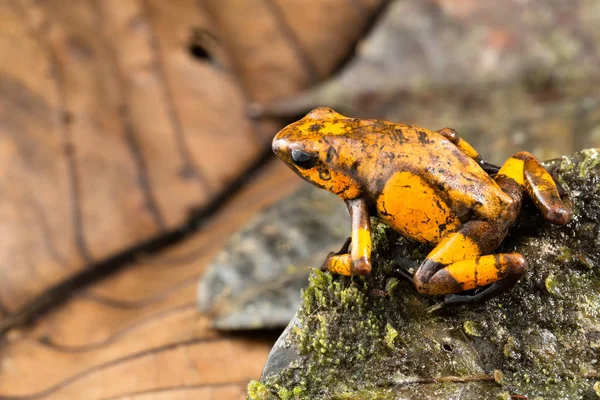 Ormandaki Kayaya Oturan Dart Kurbağa Oophaga Histrionica — Stok fotoğraf