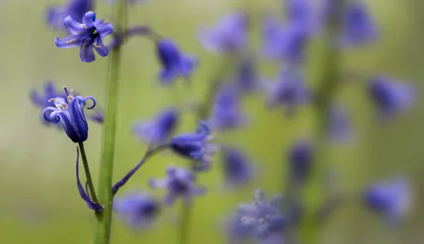 Virágzó Blue Bells Zöld Mezőben Nézet Bezárása — Stock Fotó