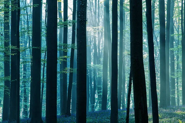 Las Bukowy Wiosną Pokryta Kłoda — Zdjęcie stockowe