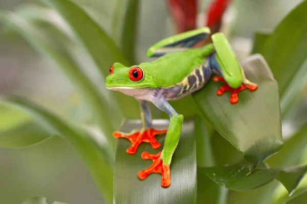 Czerwony Eyed Tree Frog Callydrias Płaz Siedzący Zielonych Liści — Zdjęcie stockowe