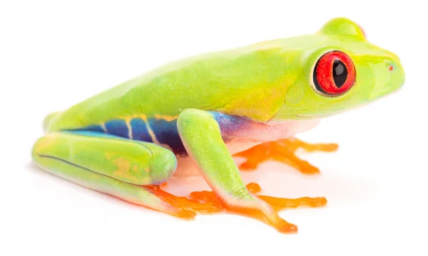 Red Eyed Tree Frog Agalychnis Callidrias Geïsoleerd Witte Achtergrond — Stockfoto