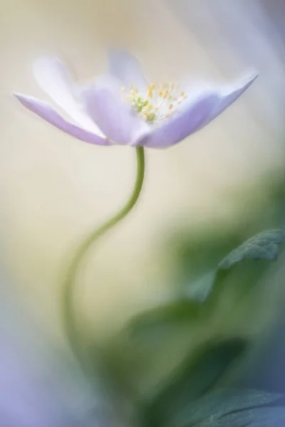Yumuşak Arka Plan Bulanık Tarihinde Ihale Beyaz Kır Çiçeği — Stok fotoğraf