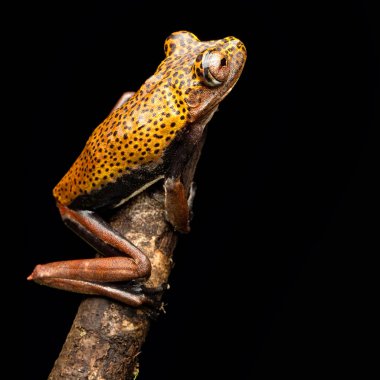 ağaç kurbağası Hypsiboas geographica, Amazon yağmur ormanı bir tropik yağmur ormanı hayvandan