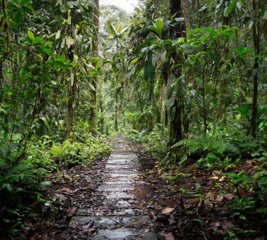 ahşap iz Kolombiya Amazon yağmur ormanı içinde. Rainforest yemyeşil yeşil orman bitki örtüsü arasında bir yol. Macera Turizmi