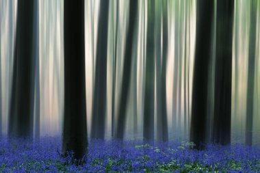 kır çiçekleri ile hareket ağaç gövdeleri üzerinde bulanıklık bluebell bahar orman kaplı.