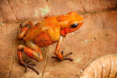 Dart kurbağa Oophaga histrionica Kolombiya tropikal yağmur ormanından zehir. Zehirli küçük orman hayvan. 