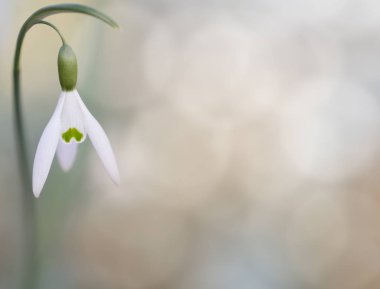 Kar kış beyaz kır çiçeği, arka plan damla. Galanthus nivalis kış ve yılın ilk kır çiçekleri sırasında çiçeklenme.
