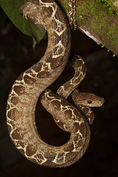 Cobra Tropical Árvore Boa Corallus Hortulanus Uma Serpente Floresta Amazônica — Fotografia de Stock