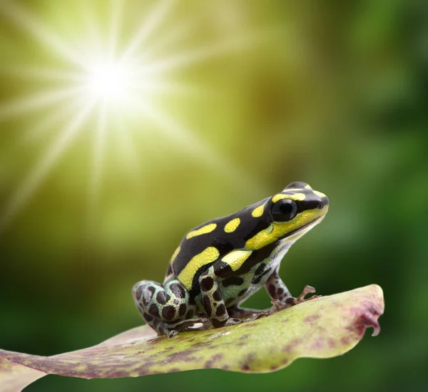 Yellow striped poison dart frog, Ranitomeya flavovitata. A beautiful small poisonous animal from the tropical Amazon rain forest in Peru.