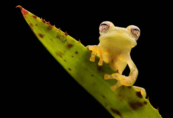 ガラスのカエル Teratohyla Pulverata アマゾンのジャングルから熱帯雨林の動物 — ストック写真