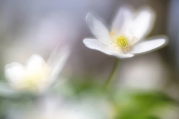 Anêmona Madeira Selvagem Sonhadora Foco Suave Estas Flores Silvestres Brancas — Fotografia de Stock