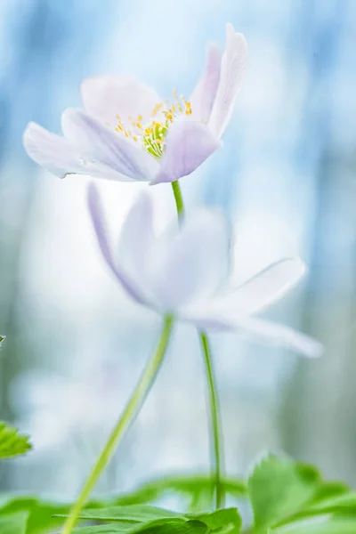 Zawilec Para Miłości Abstrakcja Białe Kwiaty Płytkiej Głębi Dzikie Kwiaty — Zdjęcie stockowe