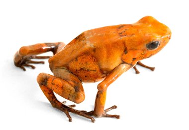 poison dart frog Oophaga histrionica on white from the tropical rain forest of Colombia. A poisonous small jungle animal.  clipart