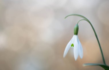 kar açılan erken beyaz kır çiçeği, arka plan bahar. Galanthus nivalis kış ve yılın ilk kır çiçekleri sırasında çiçeklenme.