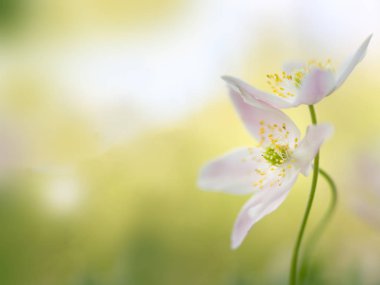 Birkaç saf beyaz ahşap Anemon bir sevgi dolu kucaklama dolaşmış. Anemon çiçeği nemerosa, makro bir güzel bahar orman çiçek. Sığ Dof görüntü romantik ve sanatsal bir rüya gibi görünüm veren görüntüyle yumuşak odak.