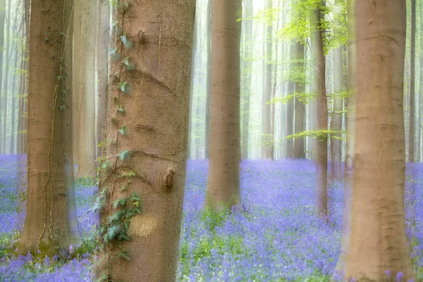 Rüya gibi yumuşak odak resim menekşe bluebells tam bir bahar orman. 