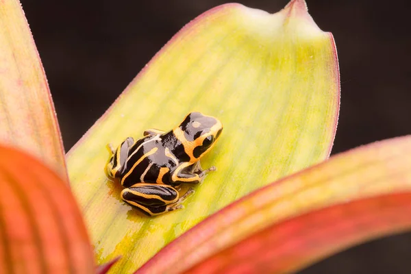 zehirli ok kurbağası, Ranitomeya çizgili fantastica morph. Peru Amazon yağmur ormanlarında üzerinden küçük bir Dendrobates. Bu hayvanı bir tehlike altındaki türler ve doğa koruma ihtiyacı.