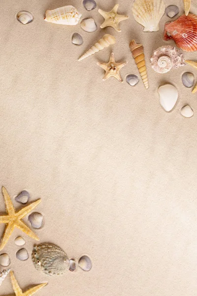 Starfish Sea Star Kegel Schelpen Het Strand Zand Achtergrond Met — Stockfoto