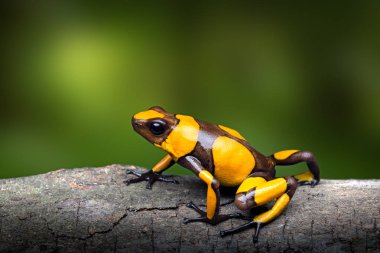 Sarı şeritli zehirli ok kurbağası, Oophaga histrionica. Yağmur ormanı Kolombiya parlak bir uyarı rengi ile küçük bir zehirli hayvan. 