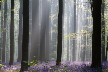 Erken sabah ilk güneş ışığında bir bahar orman menekşe bluebell kır çiçekleri ile kaplı.