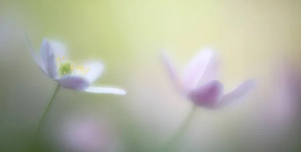 Fiore Selvatico Sognante Legno Anemone Nemerosa Fragilità Purezza Romantica Incontaminata — Foto Stock