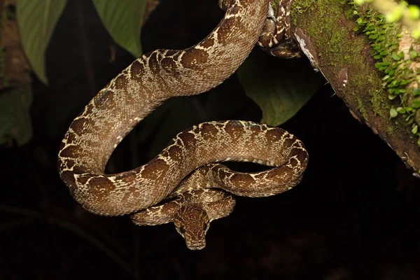 Serpent Tropical Arbre Boa Corallus Hortulanus Serpent Forêt Amazonienne Colombie — Photo