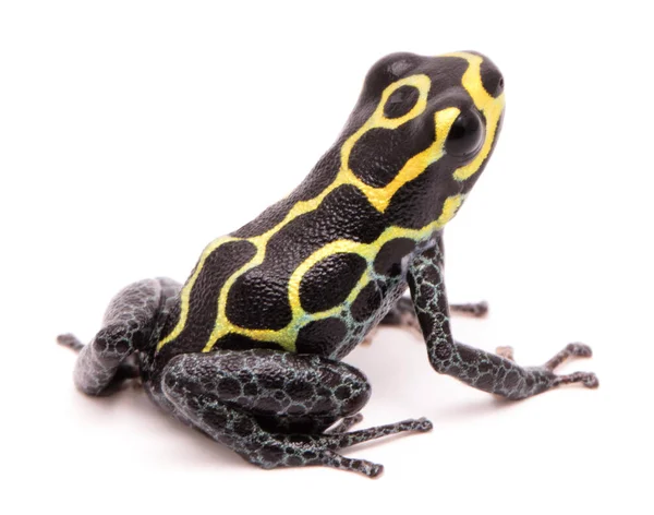 Amazon Poison Dart Frog Ranitomeya Imitator Baja Huallaga Peru Macro — Stock Photo, Image