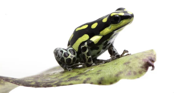 Yellow Striped Poison Dart Frog Ranitomeya Flavovitata Beautiful Small Poisonous — Stock Photo, Image