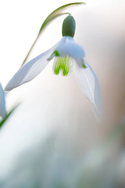 Gotas Nieve Invierno Principios Primavera Flor Silvestre Blanca Galanthus Nivalis — Foto de Stock