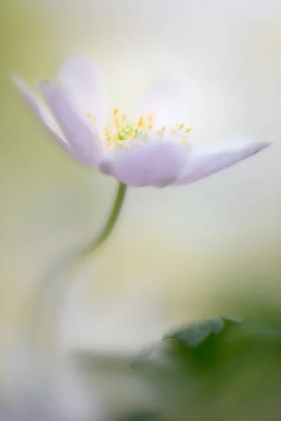 Anêmona Madeira Nemerosa Uma Delicada Flor Selvagem Início Primavera Bela — Fotografia de Stock