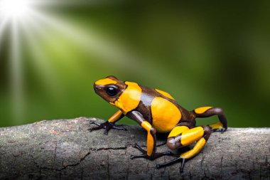 Sarı şeritli zehirli ok kurbağası, Oophaga histrionica. Yağmur ormanı Kolombiya parlak bir uyarı rengi ile küçük bir zehirli hayvan. 