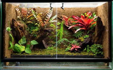 tropik yağmur ormanı terrarium. Evde beslenen hayvan tank vivaryum egzotik kurbağa, kertenkele veya gecko