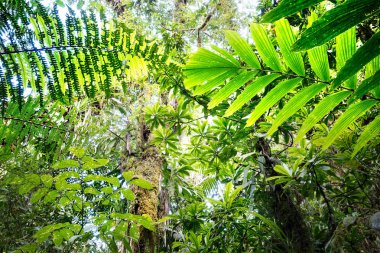canopy of tropical Amazon rain forest fern and tree leafs clipart