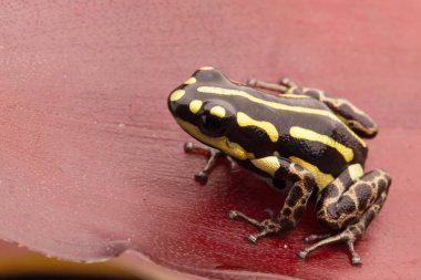 zehirli ok kurbağası, Ranitomeya flavovitata. Amazon ormanları zehirli bir hayvandan terrarium içinde devam etti..