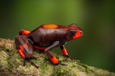 Kurbağa Oophaga histrionica, kırmızı bullseye zehir dartfrog Choco, Kolombiya yağmur ormanından. Zehirli orman hayvan. 
